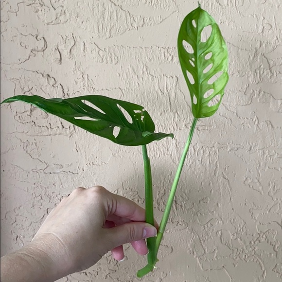 Other Monstera Adansonii Swiss Cheese Plant Cutting Poshmark